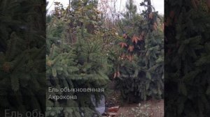 Ель обыкновенная Акрокона