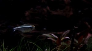 All About Black Neon Tetras: The Poor Mans Tetra