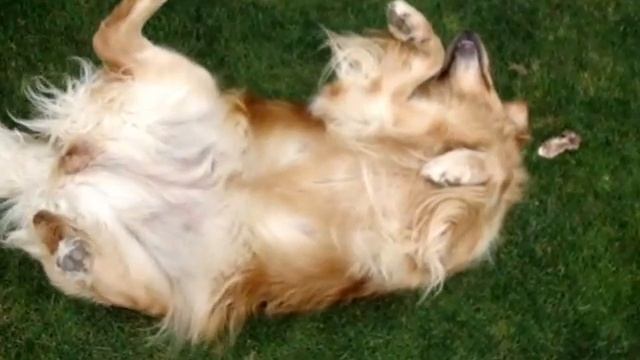 золотистый ретривер балдеет на газоне смотреть онлайн