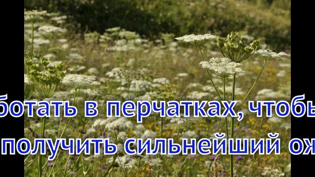 Ядовитое растение борщевик: как избавиться на приусадебном участке
