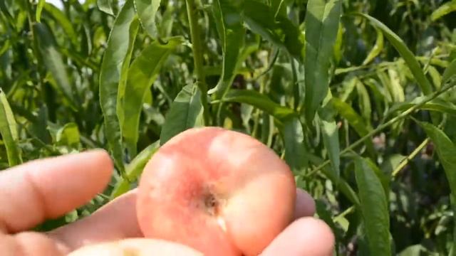 Инжирный Нектарин Концеттина( Concettina) 03.08.2017 persikovod.com смотреть онлайн