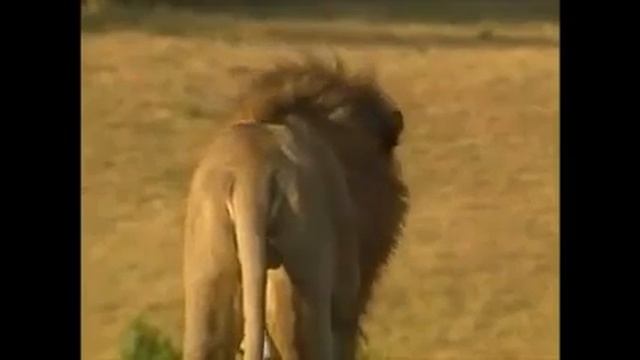 Большие кошки. Львы, гепарды, леопарды. Часть 4 смотреть онлайн