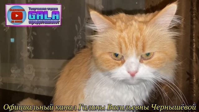 "Москитные сетки на окна". 10.03.2023. смотреть онлайн