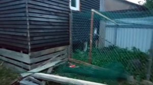 Выгул для птицы под курятником