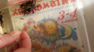 Краб вампир, определяем пол.