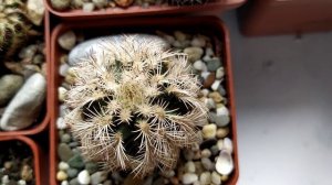 Коллекция кактусов,цветение маммиллярий,появление новых бутонов. Обзор от 29 марта...