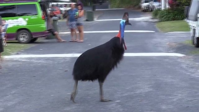 Казуар - интересные факты о самой опасной птице на Земле смотреть онлайн