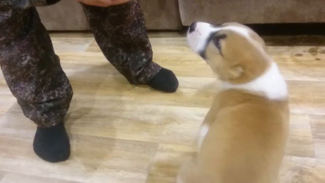 Поющий алабайчик смотреть онлайн