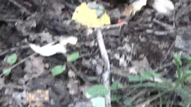 Пришли в лес, а там Опята и Подосиновики. Грибы. смотреть онлайн