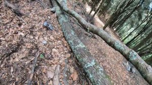 EN BUSCA DE PLANTAS SEGUNDA PARTE (EN EL CERRO VIEJO)