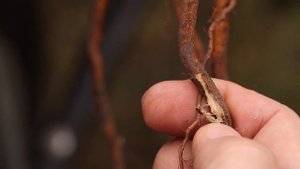 Осенние работы в саду. Посадка деревьев