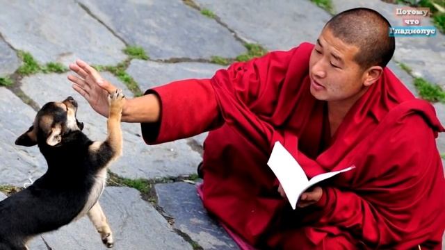 КИТАЕЦ ПРОЖИЛ БОЛЬШЕ 200 ЛЕТ   256 лет старику смотреть онлайн