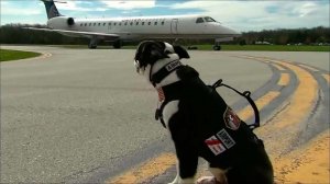 Взлетно-посадочную полосу мичиганского аэропорта от диких животных и птиц охраняет пес