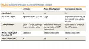 Ch 8 Summary of Aerobic Respiration, Anaerobic, Fermentation Part 3