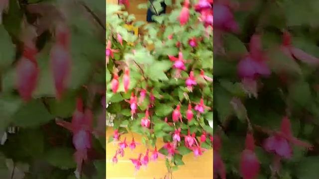Кустовая фуксия