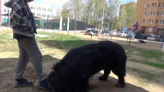 Антошка, Антошка, пойдем копать картошку