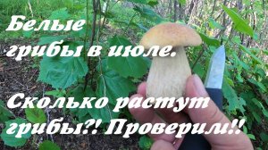 Грибы 2020. Белый гриб. Сколько растёт белый гриб? Эксперимент. Белые грибы в июле. Собирательство.
