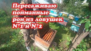 ПЕРЕСАДКА РОЁВ ИЗ ЛОВУШЕК №1 и №2, ЕДУ СНИМАТЬ 10 ЛОВУШЕК С РОЯМИ.