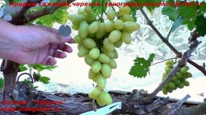 Виноград БАНАНАС - необычный мускатный вкус, очень ранним срок созревания, крупные грозди! Пробуйте