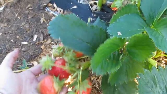 Ремонтантная клубника в Беларуси : сорт Ирма . смотреть онлайн