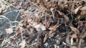 ФУНДУК / ПЕРСПЕКТИВНЫЙ / ПОМОГИТЕ ОПРЕДЕЛИТЬ СОРТ