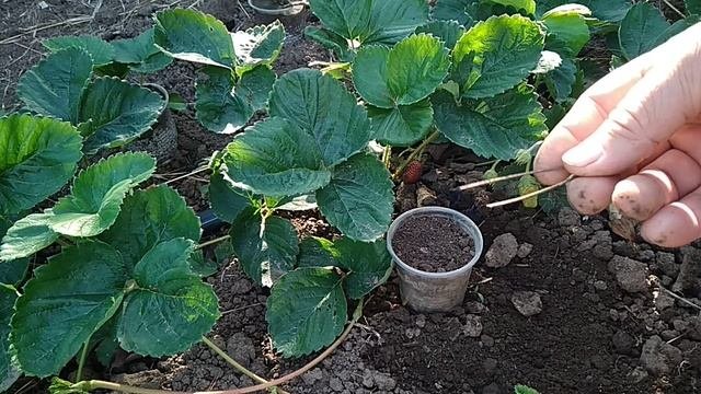 Выращивание клубники, размножение клубники