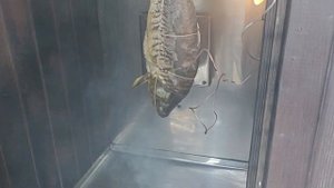 Коптим сазана горячим способом. Рецепт.