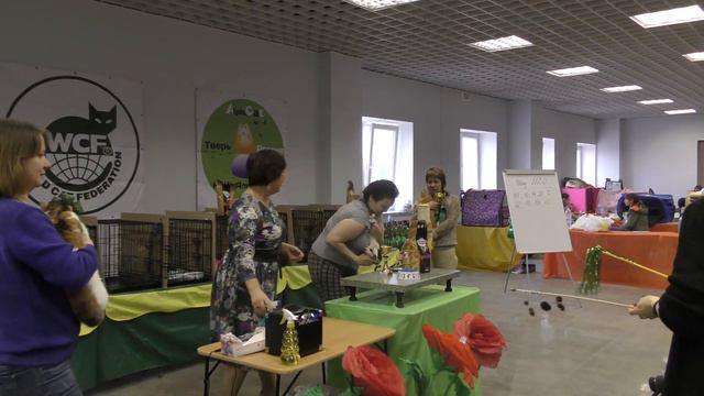 Выставка кошек Тверь смотреть онлайн