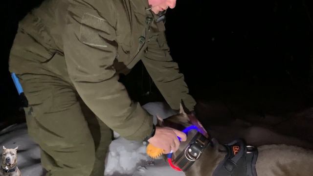 Кратко об уходе за ПИТБУЛЕМ смотреть онлайн