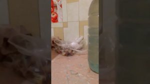 Холодная вода из под крана в квартире ст. Отрадная Краснодарского края. 04.04.2016