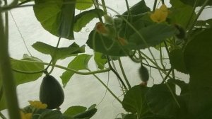 Обзор огуречного парника 13 июля 2023 года (20:28)