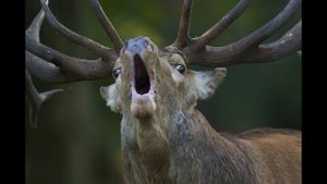 Вялые Питоны на Тропе Влажного Лося