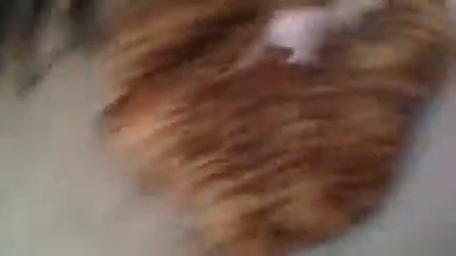 Канадский сфинкс // Sphynx drifting смотреть онлайн