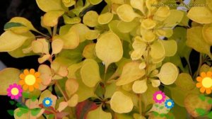 Барбарис тунберга Бонанза голд. Краткий обзор, описание berberis thunbergii Bonanza Gold