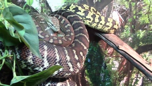 Ковровый Питон Чейна / Carpet Python