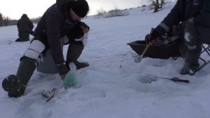 Сорога в глухозимье. Клюет так, что даже шум от бура ее не пугает.