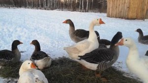 Гуси Линда и Крупная серая первый мороз