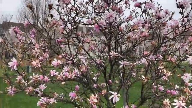 Leonard Messel Magnolia 2020 | Plant Highlight 2020 (Illinois Zone 5 Garden) смотреть онлайн