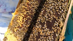 Работа с пчелами в многокорпусном улье