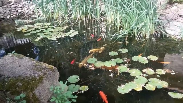 Красные декоративные карпы в озере смотреть онлайн