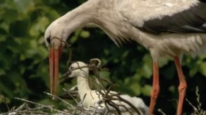 Дикая природа Германии (серия 1)