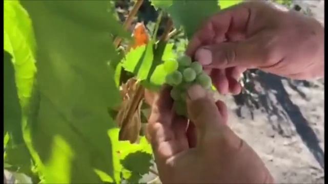 Белая Лидия смотреть онлайн