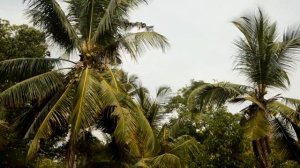 Обезьяны в дикой природе. Шри-Ланка