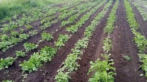 Наша сельская жизнь, окучивание картофеля трактором  т-40, самодельный окучник.