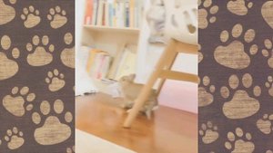 СМЕШНЫЕ ЖИВОТНЫЕ! Кролики смешная озвучка приколы с кроликами