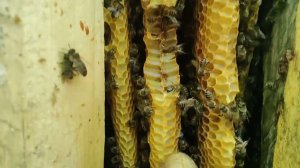 Внеплановый осмотр колод.