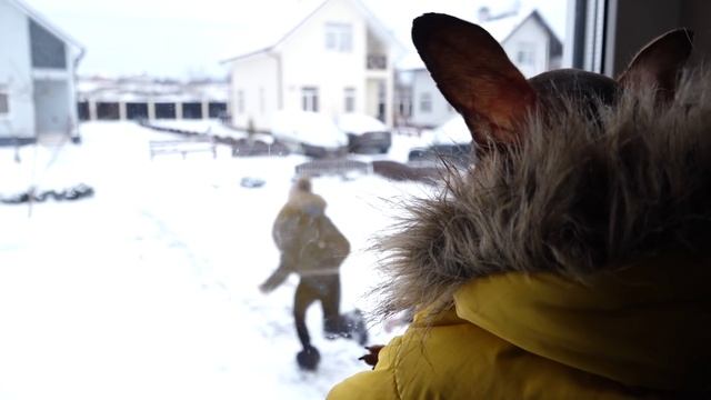 Принц не хочет жить в отеле для собак Диана и Капа спешат на самолет