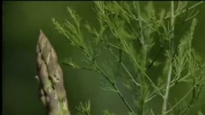 Harvesting Asparagus