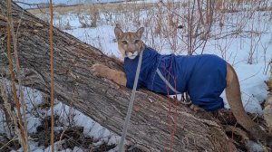 Недовольный Месси вынужден гулять в пальто