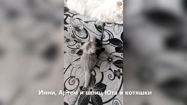 Приятно познакомиться. Шпиц Юта и Коты из Питера. Придумываем клички щенкам шпица Клеопатры